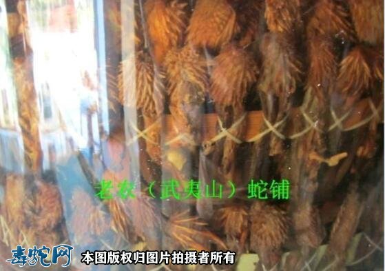 蛇鞭酒作用?