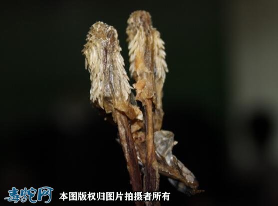 蛇之源蛇鞭胶囊怎么样?