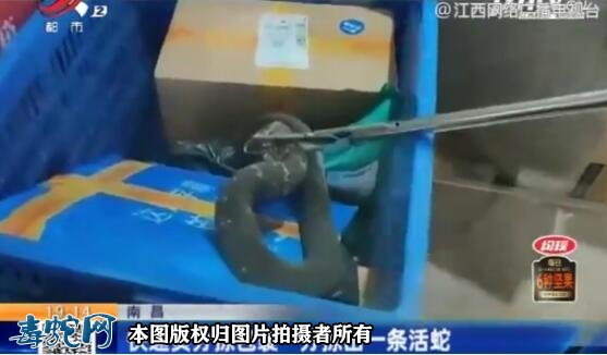 吓人!南昌菜鸟驿站快递包裹里一条一米多长花蛇跑出来!