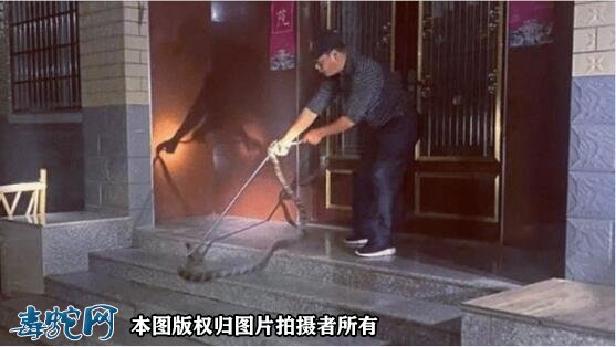 7.6斤眼镜王蛇闯入福建将乐村民家!专业捕蛇人员成功“抓获”!
