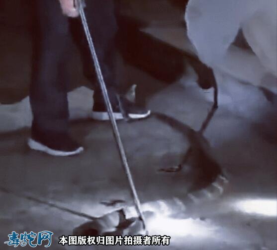 7.6斤眼镜王蛇闯入福建将乐村民家!专业捕蛇人员成功“抓获”!