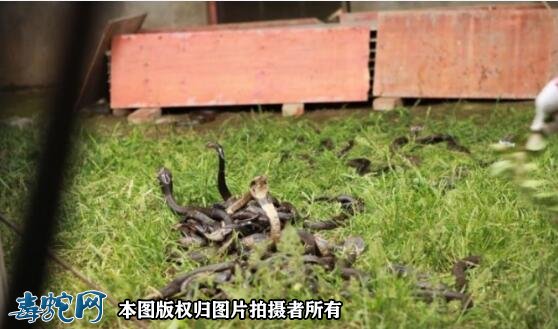 四川养蛇怎么养