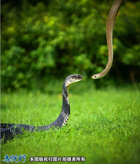 蛇吃蛇图片1