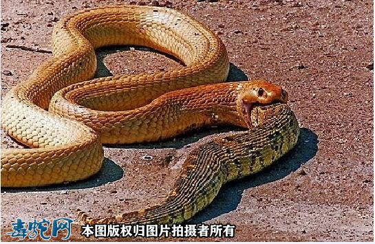 蛇吃蛇图片4