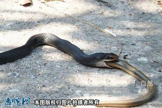 蛇吃蛇图片5