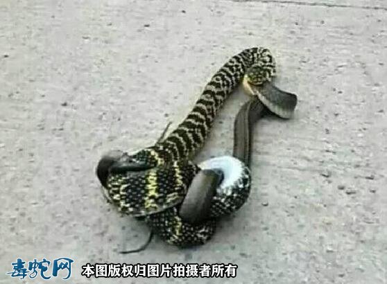 蛇吃蛇图片6