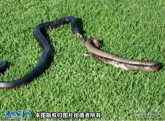 蛇吃蛇图片10
