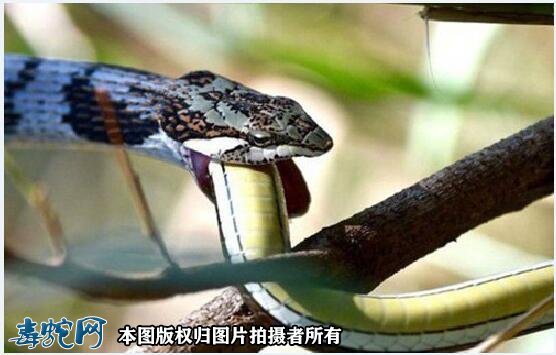 蛇吃蛇图片11