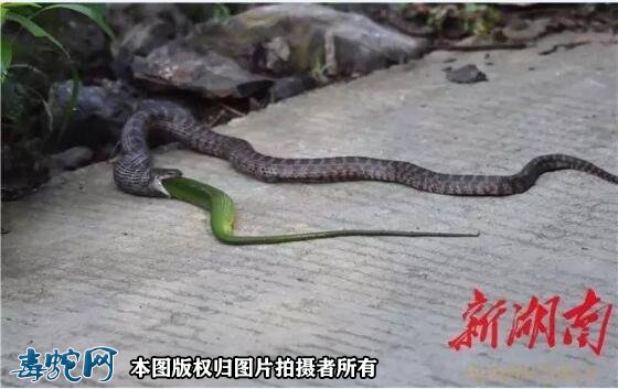 蛇吃蛇图片8