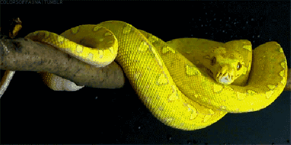 蛇吃蛇图片