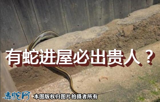 有蛇进屋必出贵人?