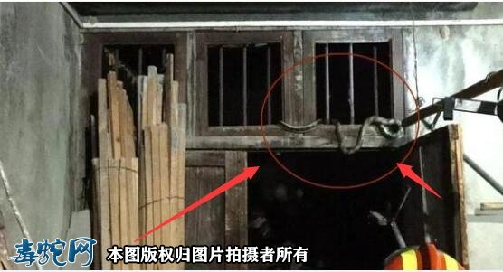 有蛇进屋必出贵人?