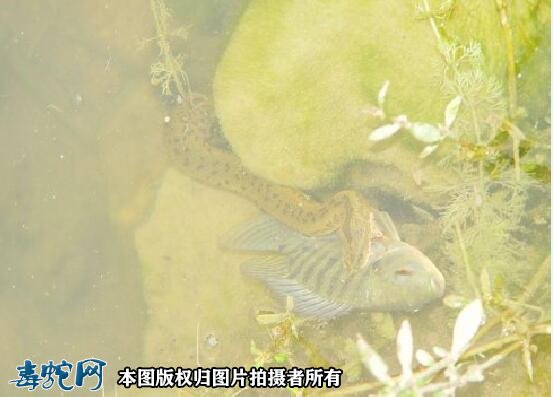 菱斑水蛇图片2