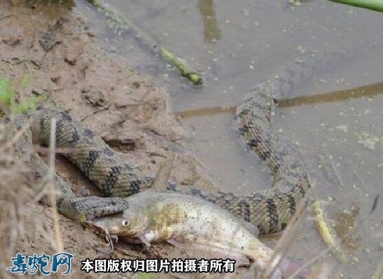 菱斑水蛇图片