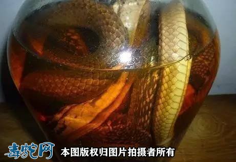 龟蛇酒治骨质增生吗?