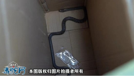 哈尔滨居民区毒蛇出没!民警化身“捕蛇达人”轻松抓捕!