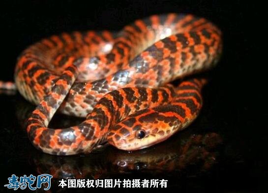 红赤练蛇是属于几级保护动物？