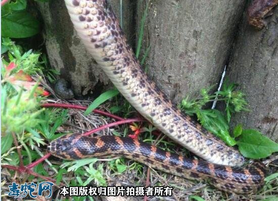 红赤练蛇是属于几级保护动物？