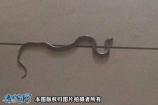 承德居民家中有蛇“来访”求交警!原来交警才是捕蛇高手!