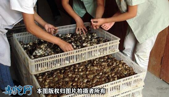人工养殖王锦蛇/大王蛇喂什么饲料