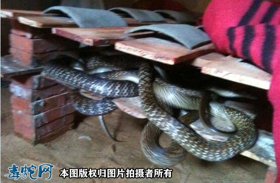 水律蛇也叫南蛇吗?水律蛇学名叫什么?