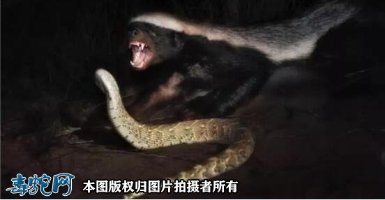 眼镜王蛇和平头哥蜜獾究竟谁厉害?