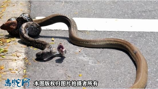 蟒蛇厉害还是眼镜蛇厉害?