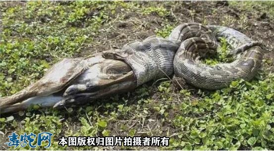 蟒蛇厉害还是眼镜蛇厉害?