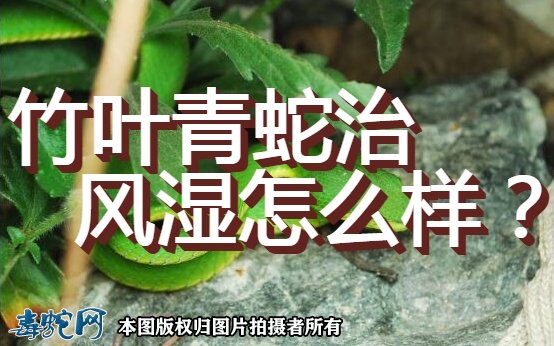 竹叶青蛇治风湿怎么样?