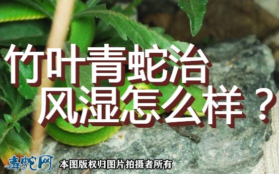 竹叶青蛇治风湿怎么样？