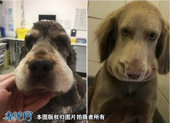 猎犬被白眉蝮蛇咬伤该如何救治?
