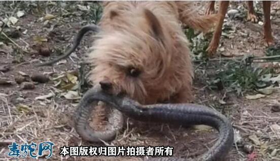猎犬被白眉蝮蛇咬伤该如何救治?