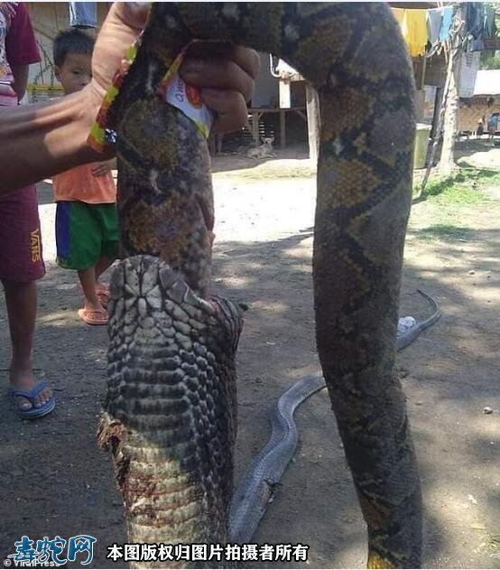 3米多长眼镜蛇吞下2米多蟒蛇！“蛇吞蛇”被村民双双打死！