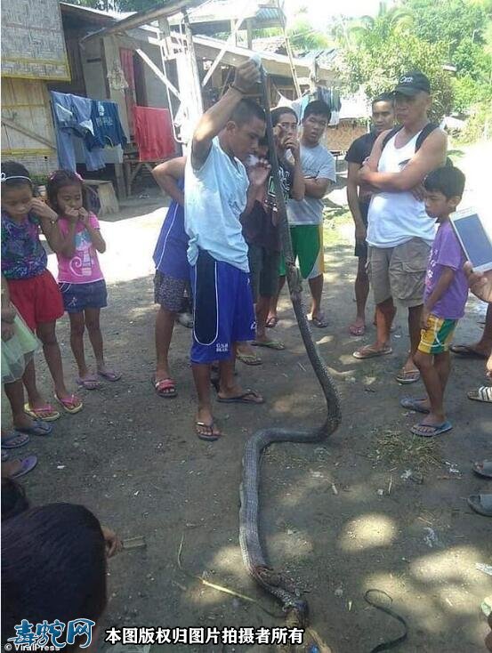 3米多长眼镜蛇吞下2米多蟒蛇！“蛇吞蛇”被村民双双打死！