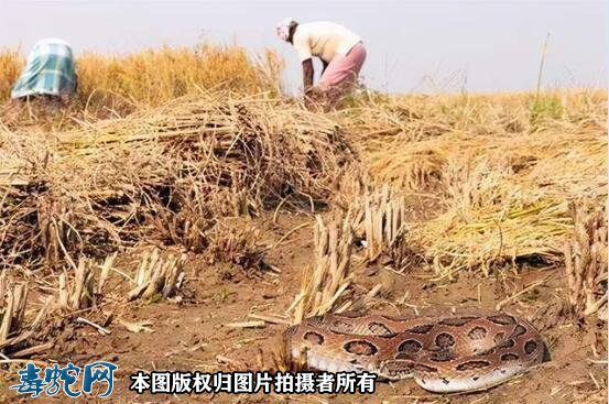 印度女子把毒蛇当“湿婆神”盘脖参加仪式!结果很悲惨!