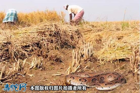 印度女子把毒蛇当“湿婆神”盘脖参加仪式！结果很悲惨！