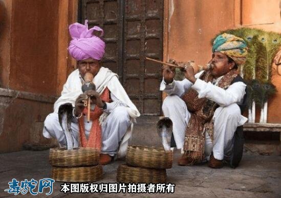 印度女子把毒蛇当“湿婆神”盘脖参加仪式!结果很悲惨!