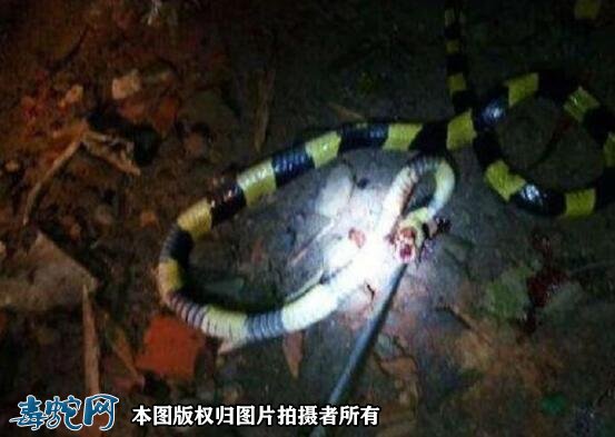 金环蛇和银环蛇哪个贵?
