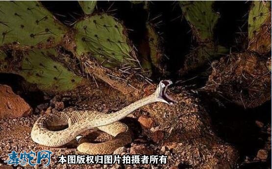 响尾蛇靠什么发现猎物？