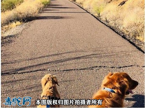 牧羊犬勇斗响尾蛇！牧羊犬能战胜响尾蛇吗？