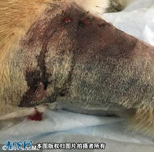 牧羊犬勇斗响尾蛇！牧羊犬能战胜响尾蛇吗？