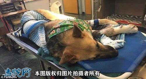 牧羊犬勇斗响尾蛇！牧羊犬能战胜响尾蛇吗？