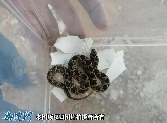 圆斑蝰蛇惊险南安中学!“老婆改嫁蛇”剧毒无比!