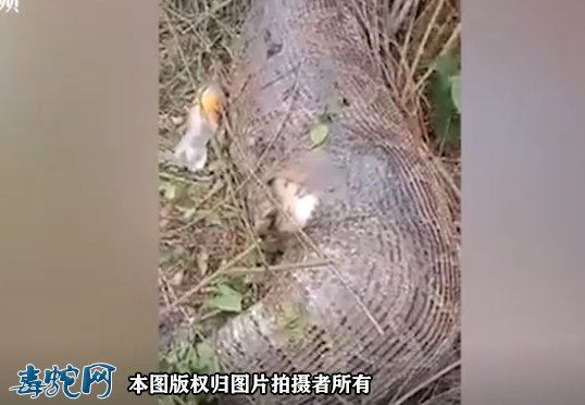 泰国4.5米长蟒蛇整吞奶牛被撑死！
