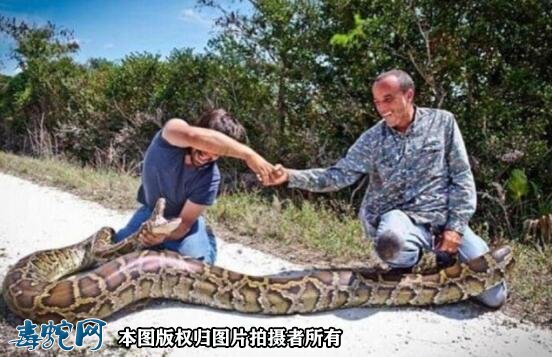 泰国4.5米长蟒蛇整吞奶牛被撑死！