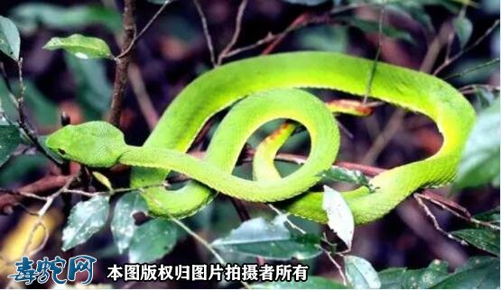 竹叶青蛇的毒性