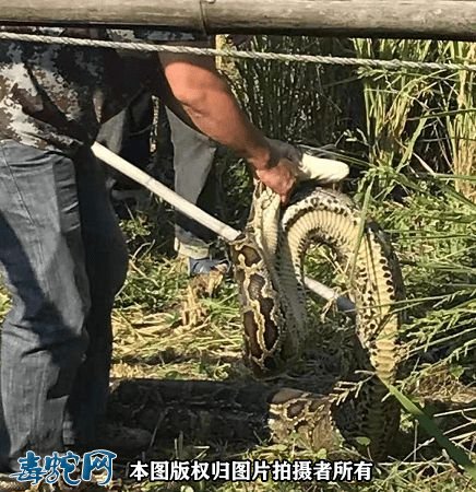 秋季蛇类出没频繁!漳平溪南一稻田惊现70多斤大蟒蛇!