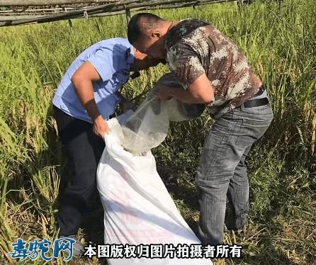 秋季蛇类出没频繁!漳平溪南一稻田惊现70多斤大蟒蛇!