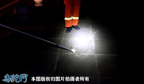 郴州大妈们跳广场舞,剧毒“土公蛇”路口盘踞被发现!