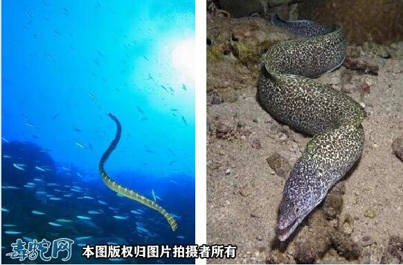 鳗鱼和海蛇的区别